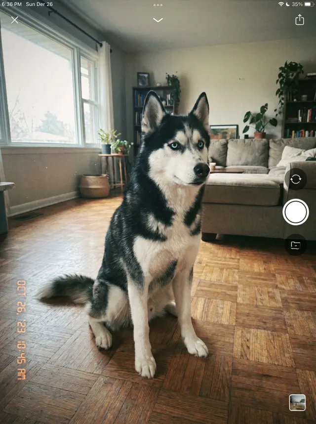 Photo originale d'un husky assis dans un salon, source utilisée pour la création 3D